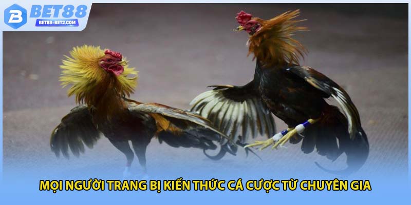 Mọi người trang bị kiến thức cá cược từ chuyên gia