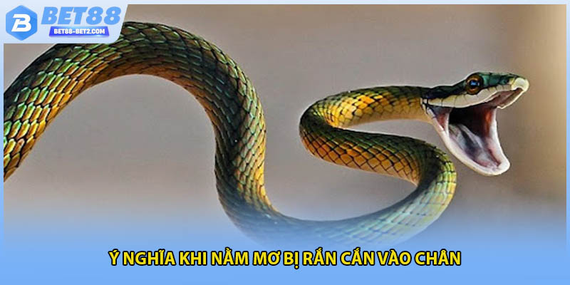 Ý nghĩa khi nằm mơ bị rắn cắn vào chân
